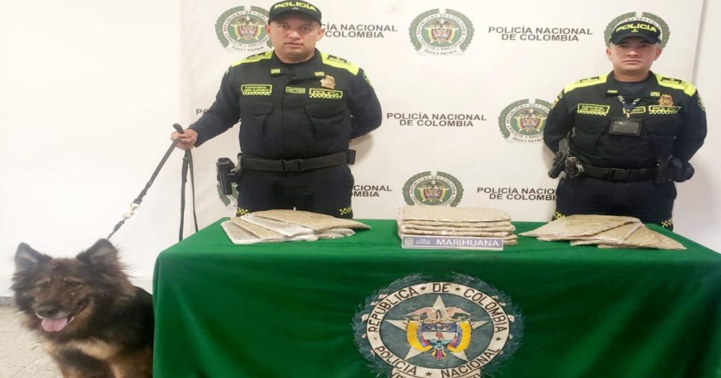 Incautan cargamento de marihuana en El Dorado gracias a perro policía