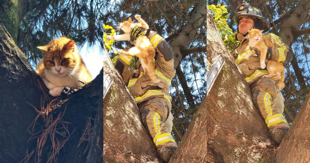 Rescate de gato atrapado en un árbol en San Cristóbal Bomberos Bogotá