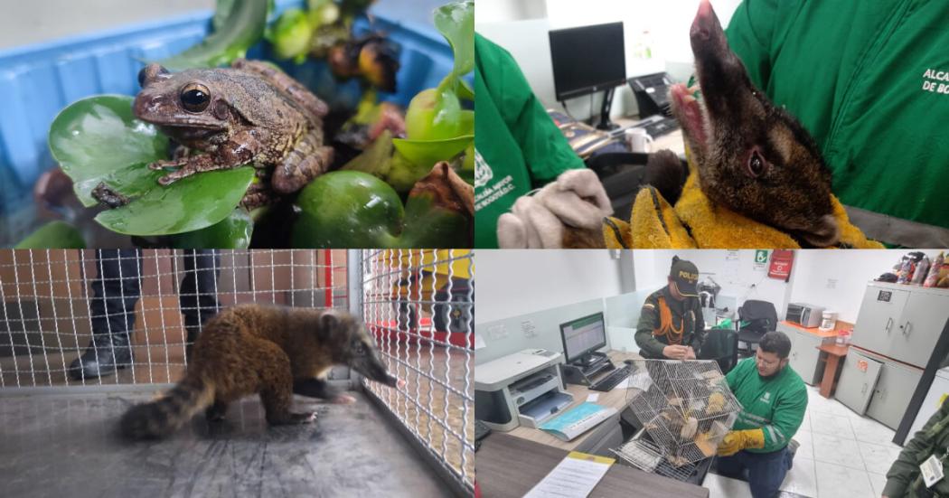 4 animales silvestres recuperados en Usme, Usaquén y El Dorado Bogotá