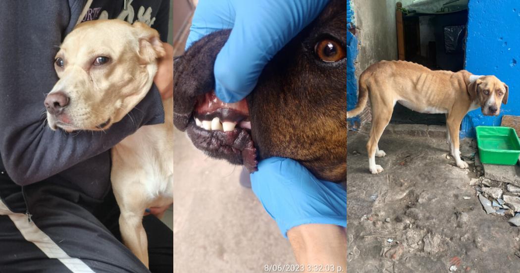 Distrito rescata a tres caninos de maltrato animal localidades Bogotá 