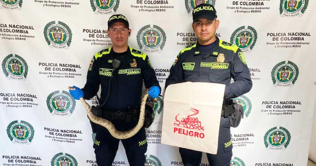 Policía ambiental rescató a una serpiente en la localidad Fontibón