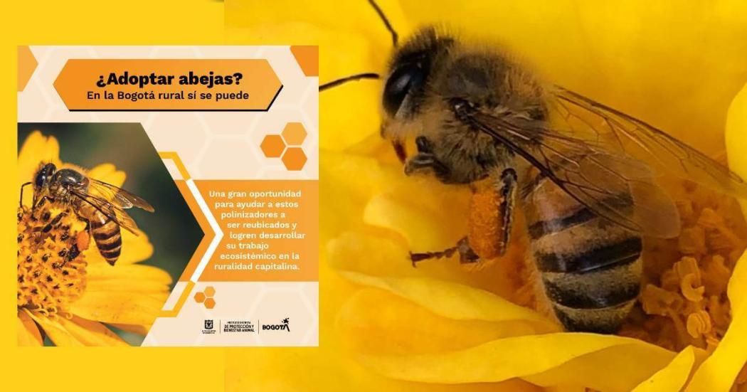 Convocatoria para adoptar colonias de abejas en zona rural de Bogotá 