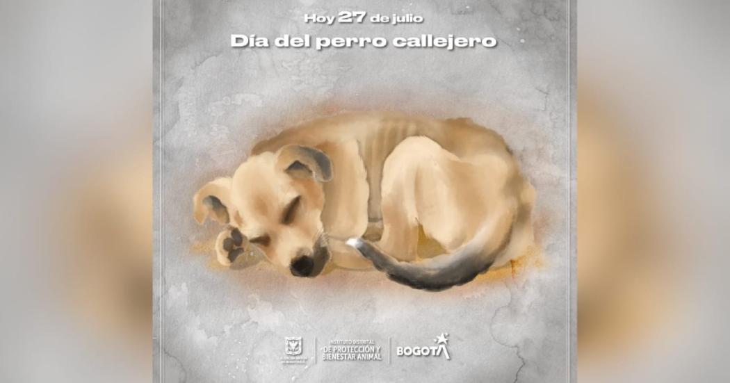 En el Día del Perro Callejero, toma conciencia sobre el abandono 