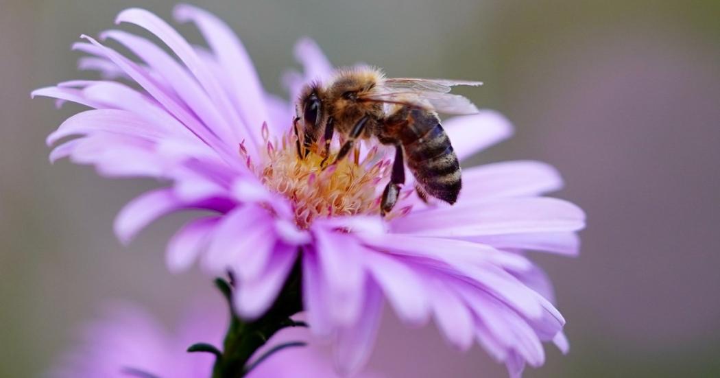 Cómo adoptar colmenas de abejas en Bogotá: requisitos y más datos