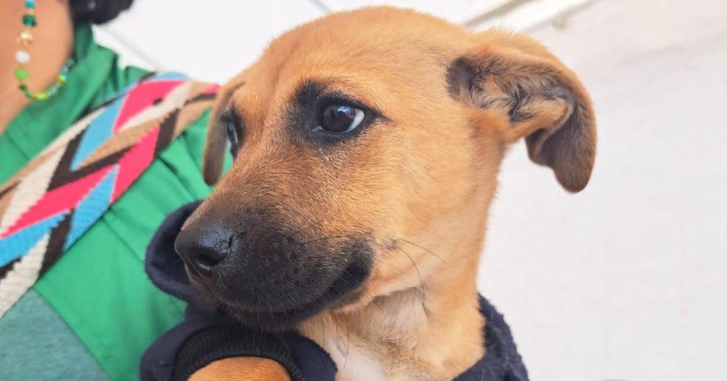 ¿Necesitas esterilizar a tu perro o gato? Entérate cómo pedir un turno en la UCA