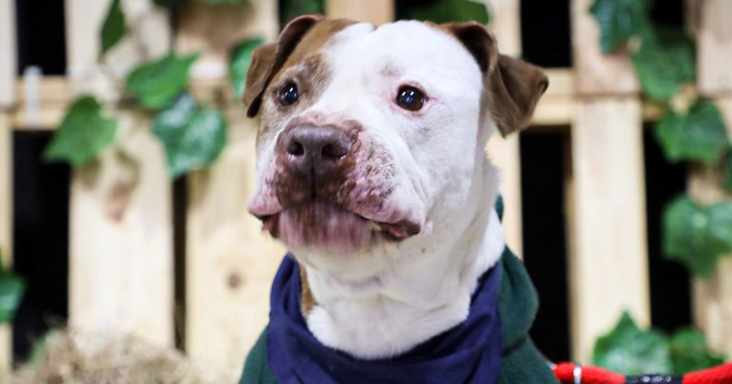 ¿Necesitas esterilizar gratis a tu perro o gato? Pide un turno en la UCA