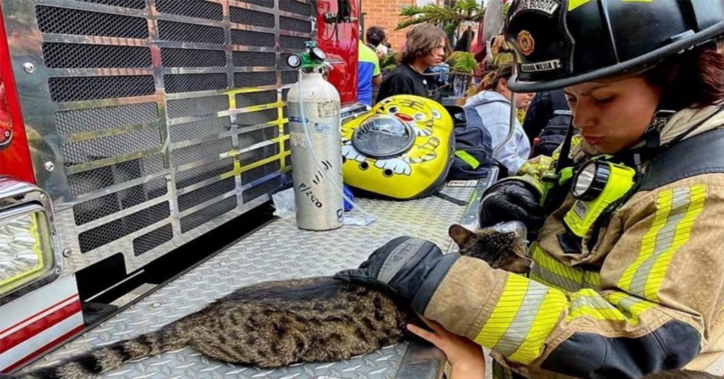 Bomberos rescataron a un gato atrapado en un incendio en Kennedy