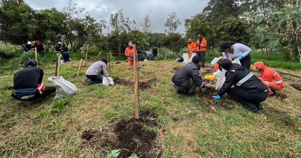 En humedal La Conejera se plantaron 135 nuevos árboles. Sec. Ambiente