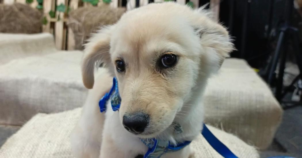 Esterilización gratuita de perros y gatos en la UCA de Bogotá 2023