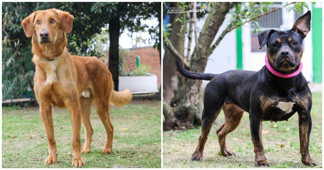  Lukas y Celeste son dos perros que están en adopción en la UCA, Bogotá