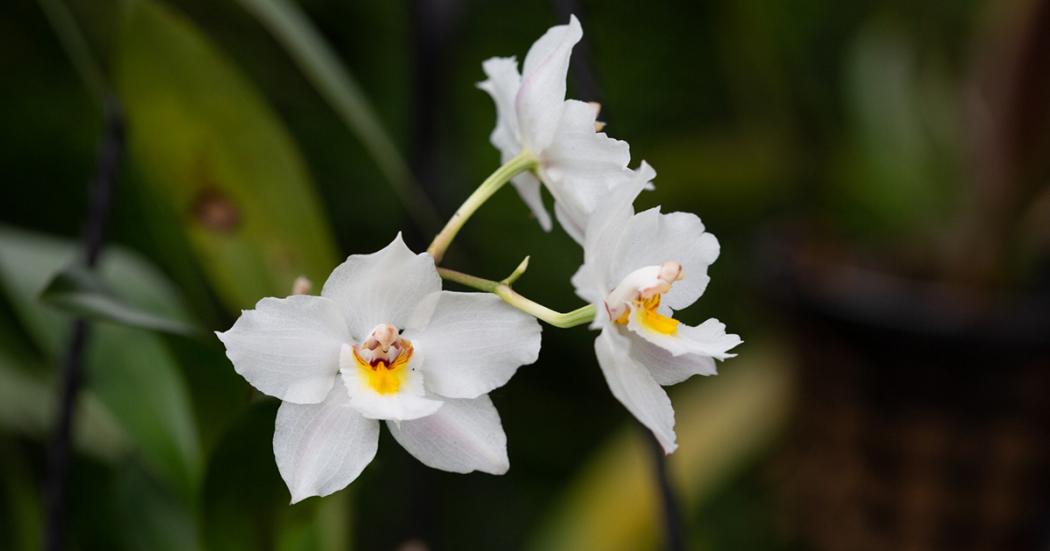 orquideas de Colombia