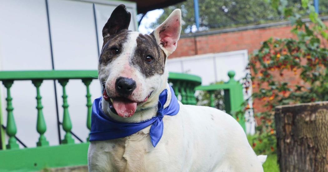 Cómo adoptar a Santi y otros perros en Bogotá