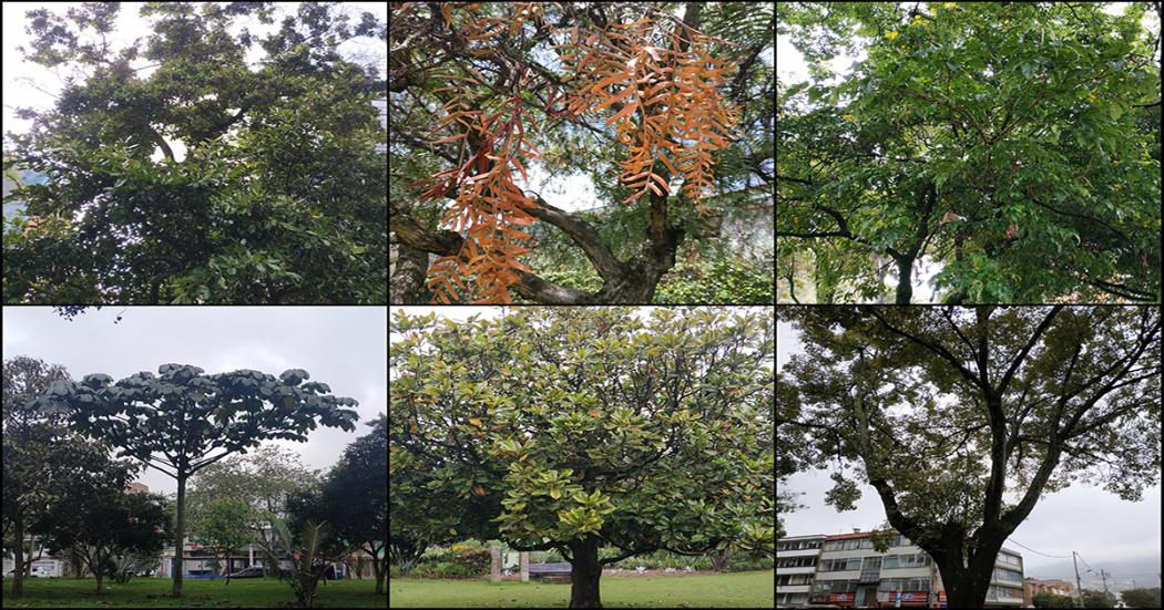 Árboles enfermos y la ayuda del Jardín Botánico de Bogotá