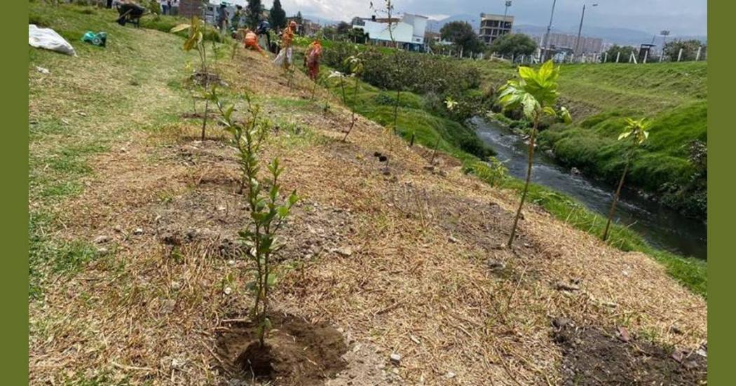 Secretaría Ambiente plantó 198 árboles en el Humedal Tingua Azul 2023