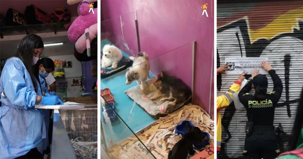 Autoridades rescatan cuatro mascotas y sellan un establecimiento en Teusaquillo 