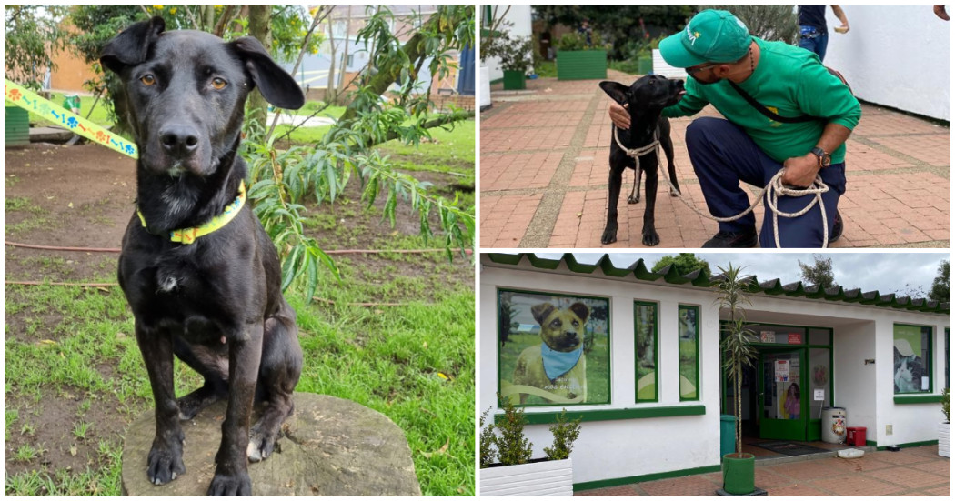 Proceso de rescate, rehabilitación y adopción de perros y gatos Bogotá