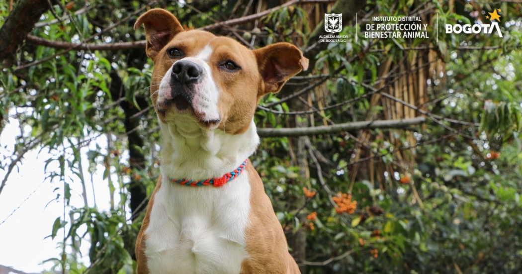 Puro Hueso es uno de los perros que está en adopción en la UCA, Bogotá