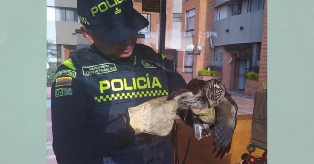 Autoridades rescataron un halcón peregrino que estaba herido en Usaquén