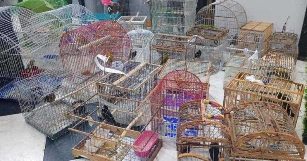 Más de 50 aves silvestres fueron recuperadas en localidad Tunjuelito