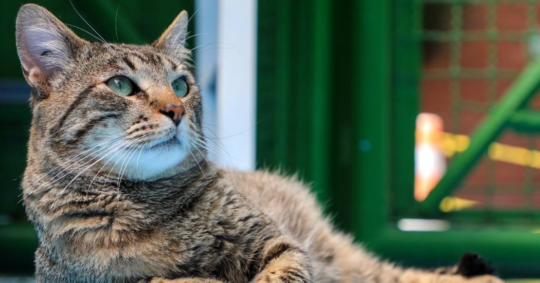 Paturro, uno de los gatos que están en adopción en Bogotá este 2023