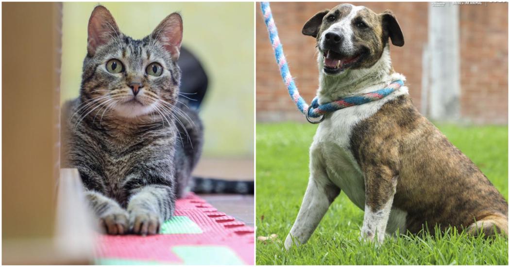 Protege a tus perros y gatos ante el incendio forestal en los Cerros Orientales