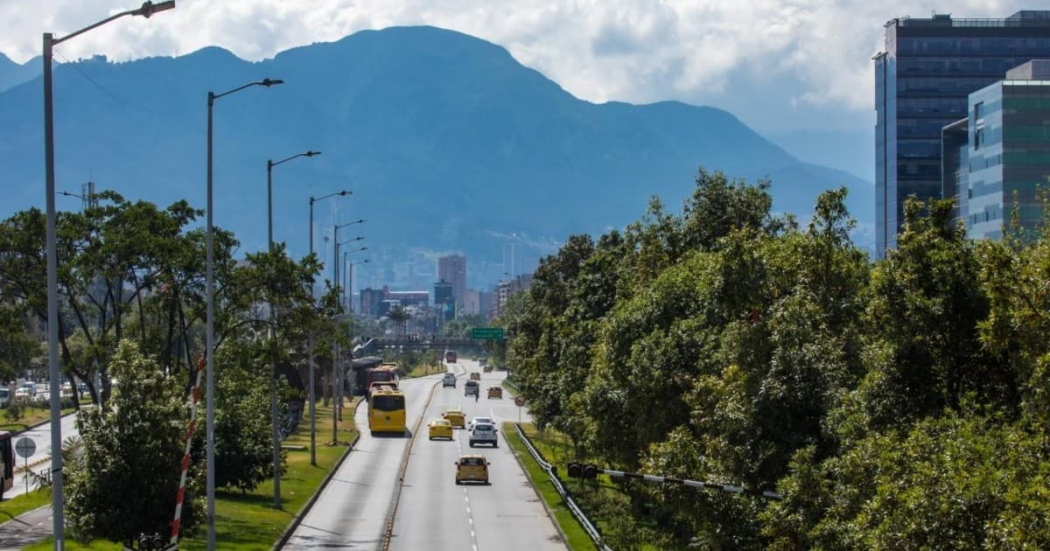  ¿Cómo reportar un árbol a punto de caer o en mal estado en Bogotá?