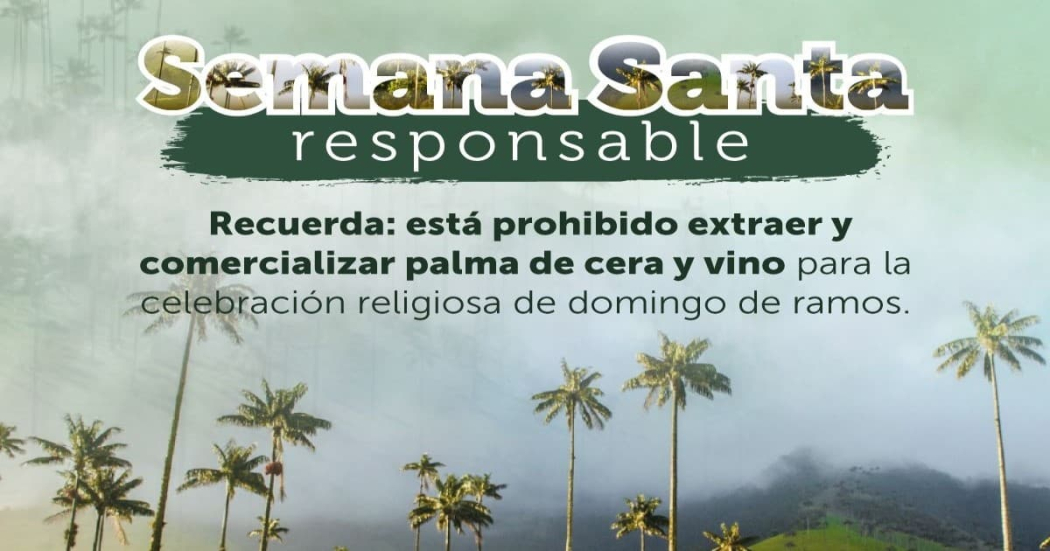 Distrito hace llamado para proteger palmas silvestres en Semana Santa
