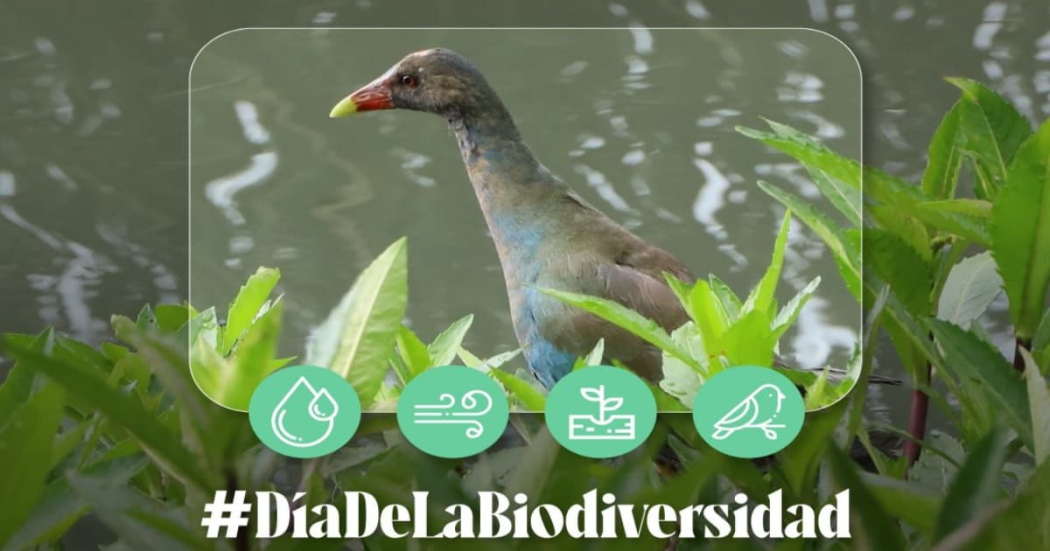 Día de la Biodiversidad: Acciones de Secretaría de Ambiente en Bogotá