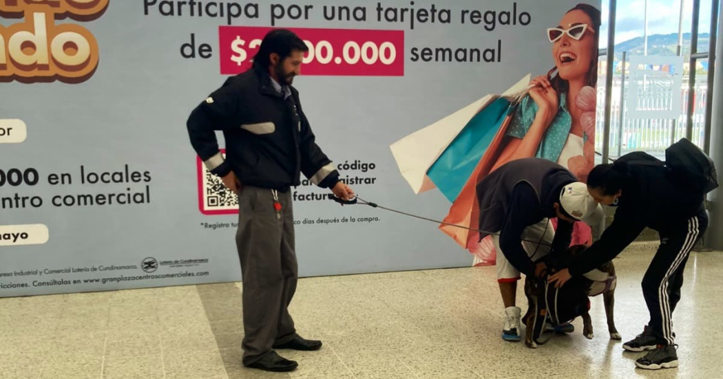 Perrita hallada en ruta alimentadora en Bogotá reencuentro con familia