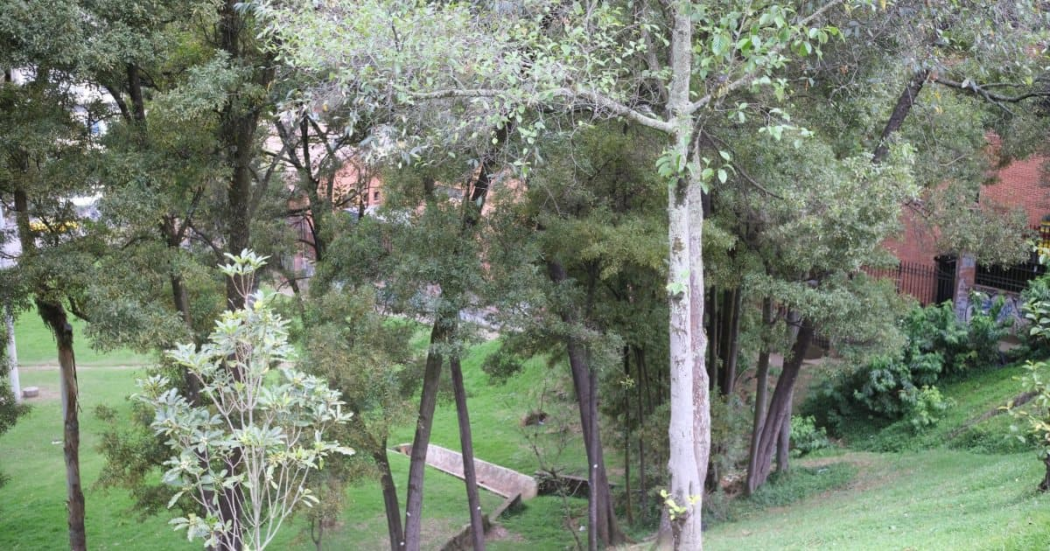 Bogotá fenómeno de La Niña 2024: Distrito evalúa árboles de la ciudad