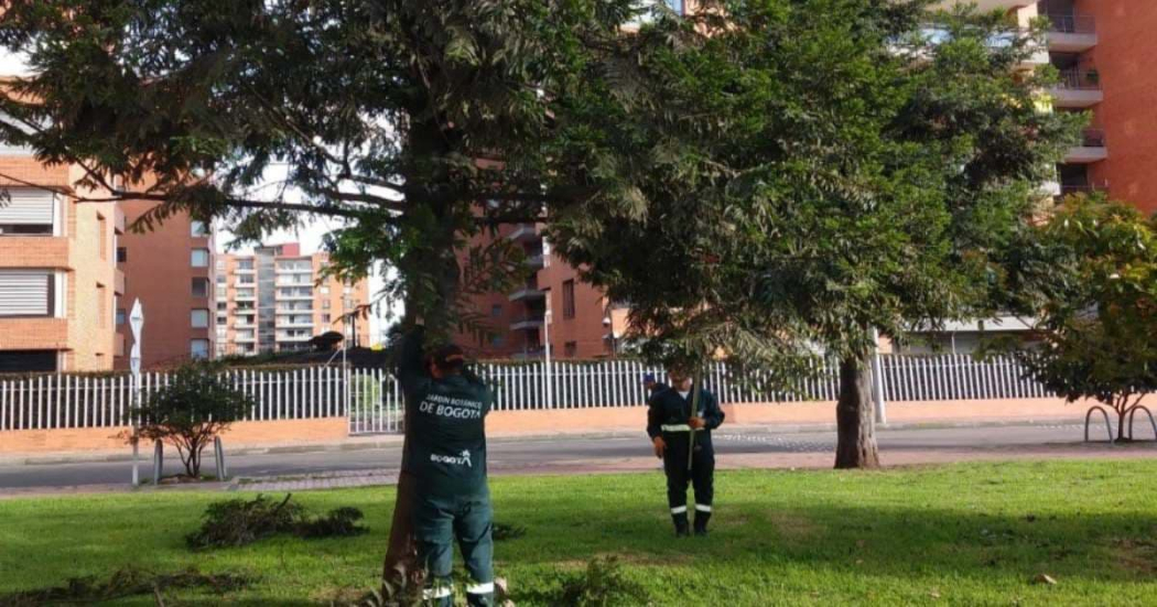 Bogotá fenómeno de la Niña 2024: ¿Cómo identificar un árbol en riesgo?