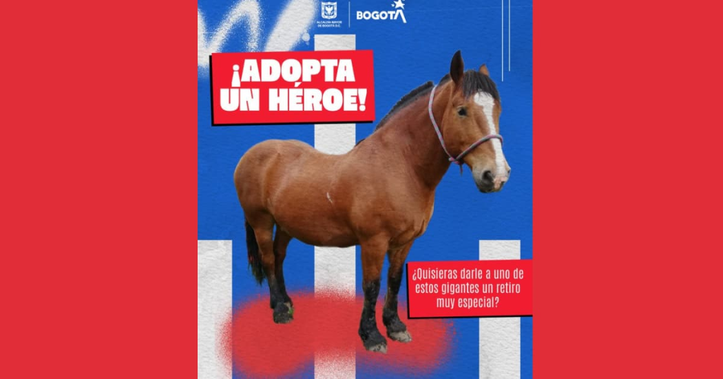 Cómo adoptar en Bogotá un caballo retirado de Carabineros: requisitos 