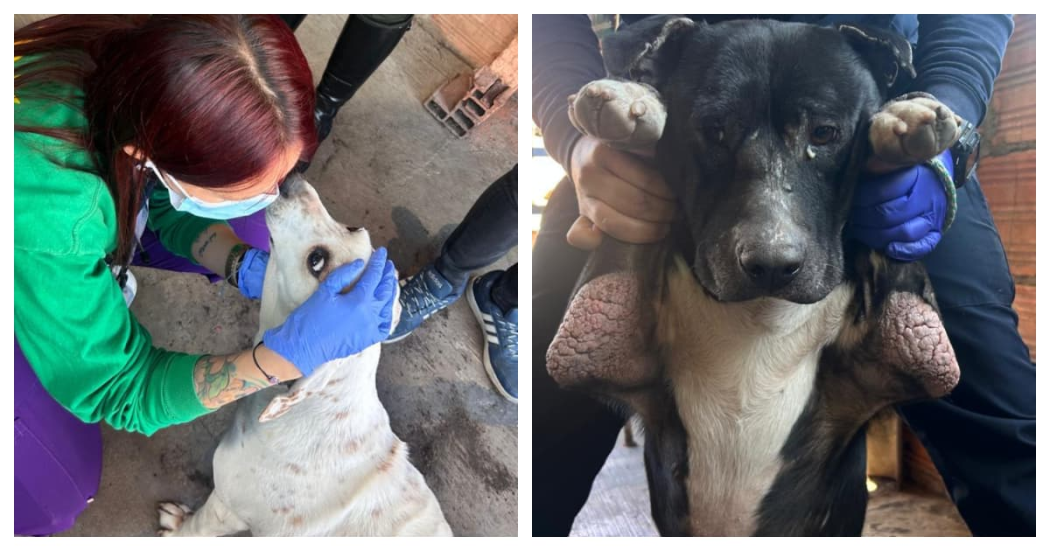 Maltrato animal en Bogotá: rescatados caninos víctimas de violencia