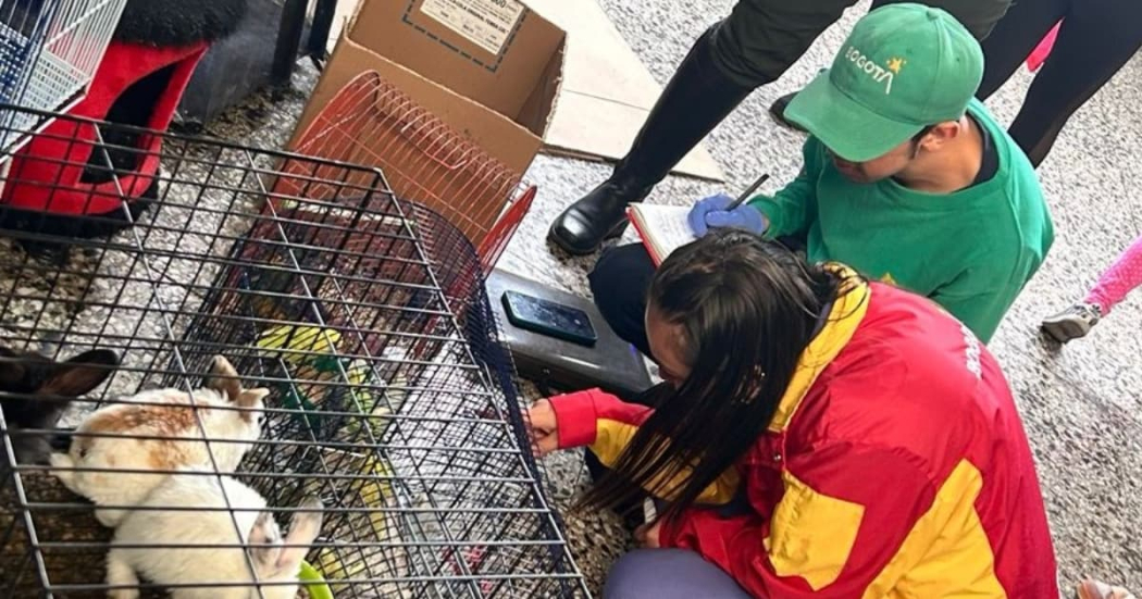 Animales rescatados en Bogotá operativo en la plaza del Restrepo