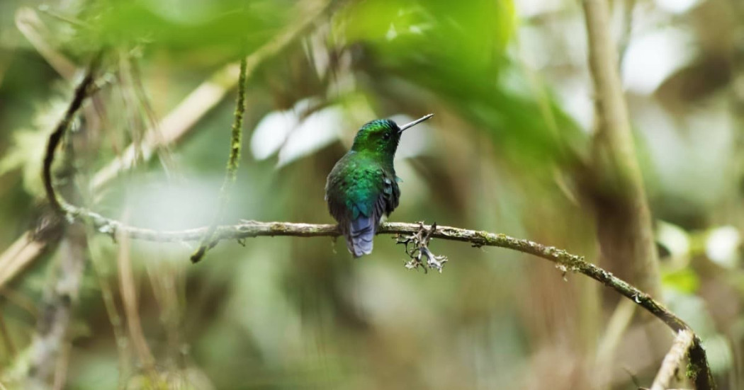 Conmemoración en Bogotá del Día Nacional de la Biodiversidad del 2024