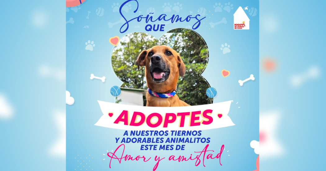 Jornada de adopción perros y gatos en Bogotá 7 de septiembre 2024