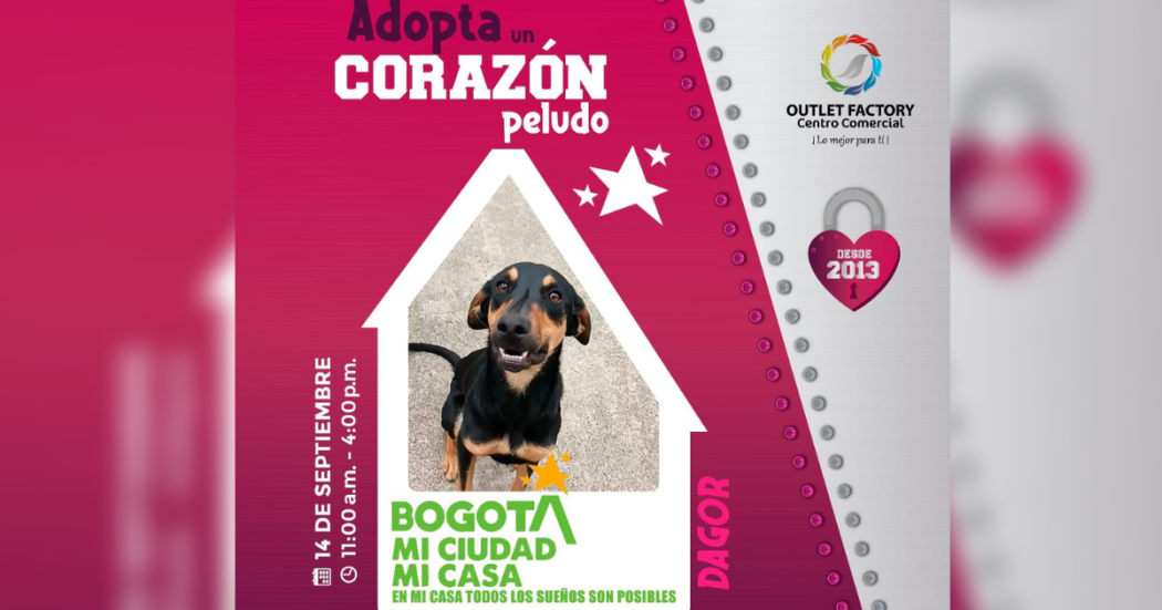 Adopción de mascotas en Bogotá jornada del 14 de septiembre de 2024