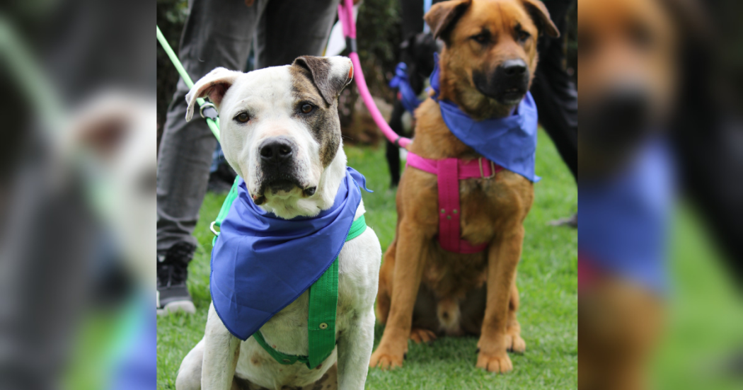 Esterilizaciones gratuitas de mascotas Bogotá 16 al 20 de septiembre 