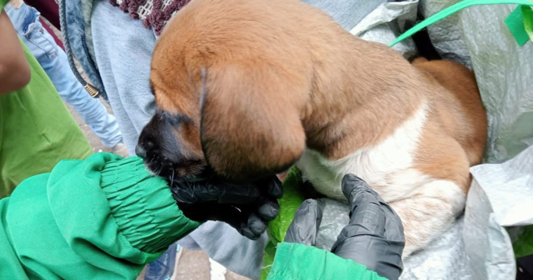  Parque Nacional Bogotá identificación y caracterización de animales