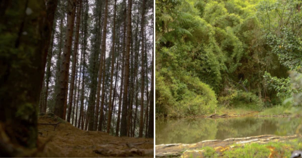 Turismo en Bogotá: visita los Cerros Orientales sendero La Serranía