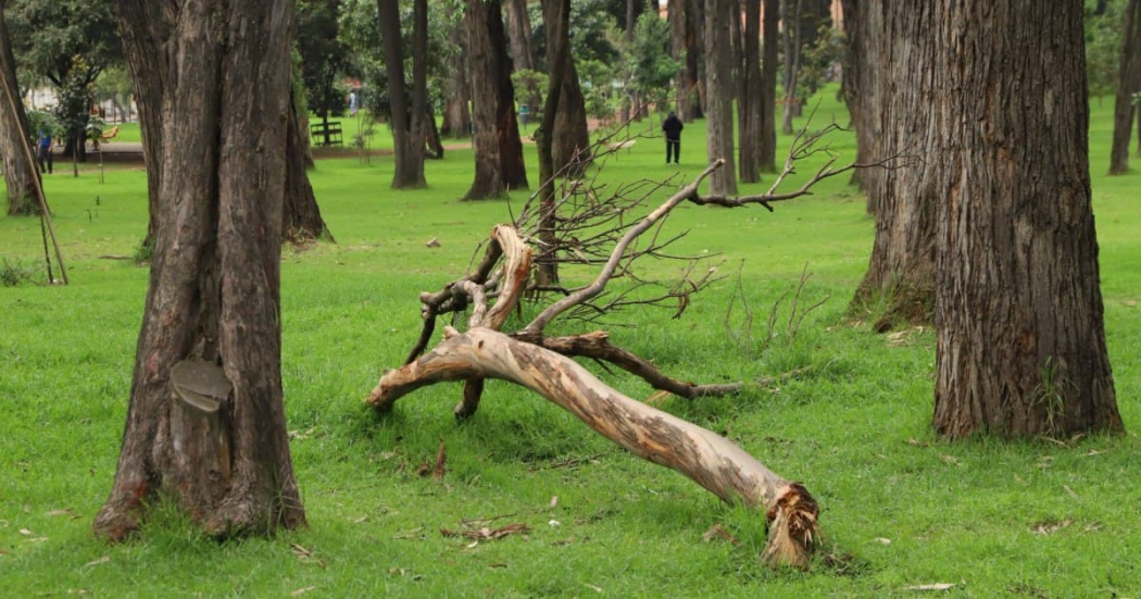 Esfuerzos del Distrito ante caída de árboles por lluvias en Bogotá