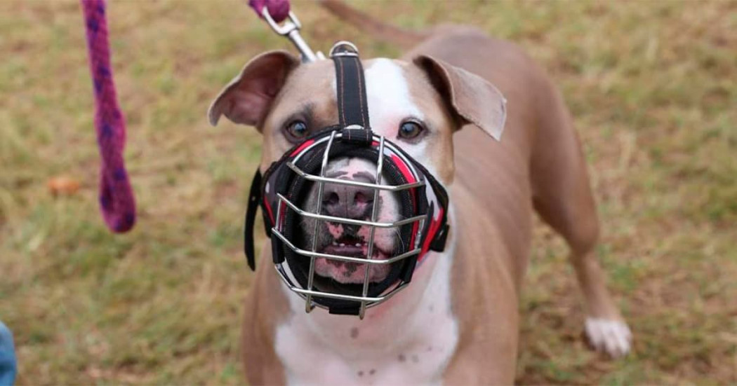 Pronto podrás registrar a tu canino de manejo especial desde casa ¡Te contamos! 