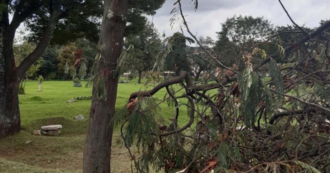 Bogotá ha atendido 21 casos de árboles caídos en noviembre por lluvias