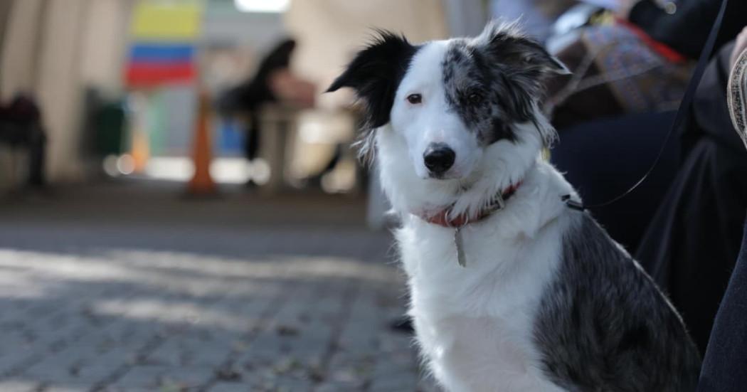 Jornadas gratuitas de esterilización Bogotá asignación de turno y más