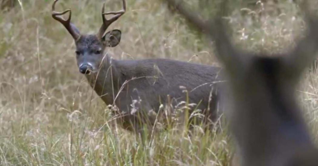 Tourism in Bogotá City of Deer, Green Mountains, Paramos, and Wetlands