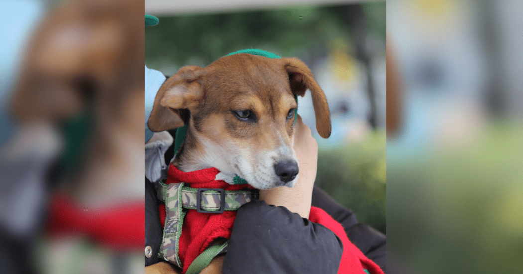 Esterilización gratuita de mascotas de Bogotá en Universidad Nacional