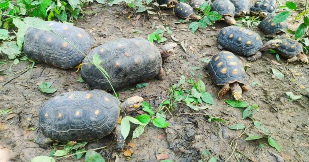 Secretaría de Ambiente de Bogotá liberó animales silvestres en Bolívar