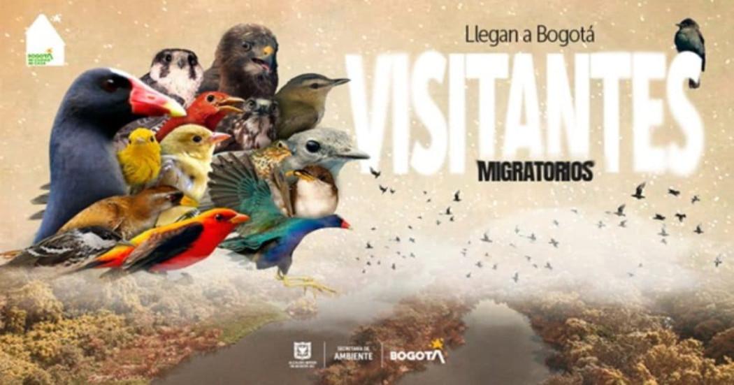 Conoce y protege a las aves migratorias que llegan a Bogotá