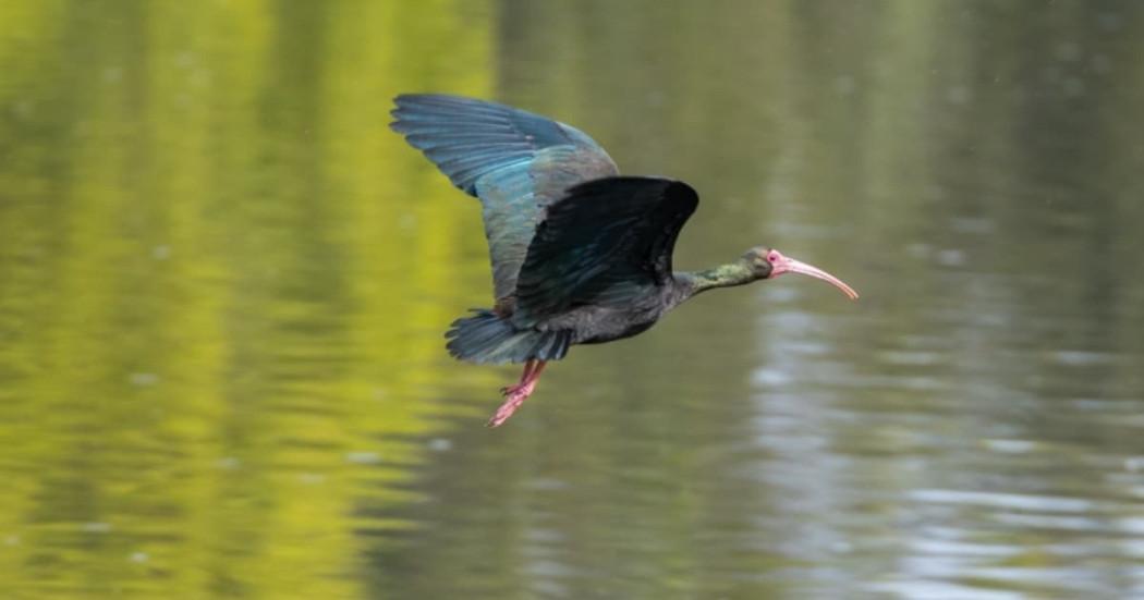 Bogotá verde: descubre la gran riqueza natural del Parque La Florida. 