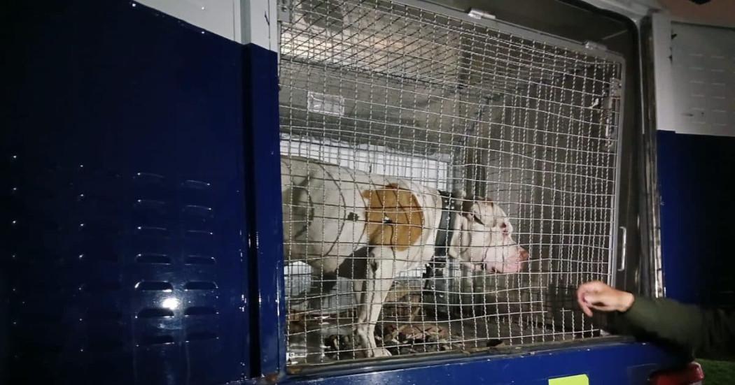 Distrito rescató al perro Thor que era maltratado en Bosa, sur Bogotá